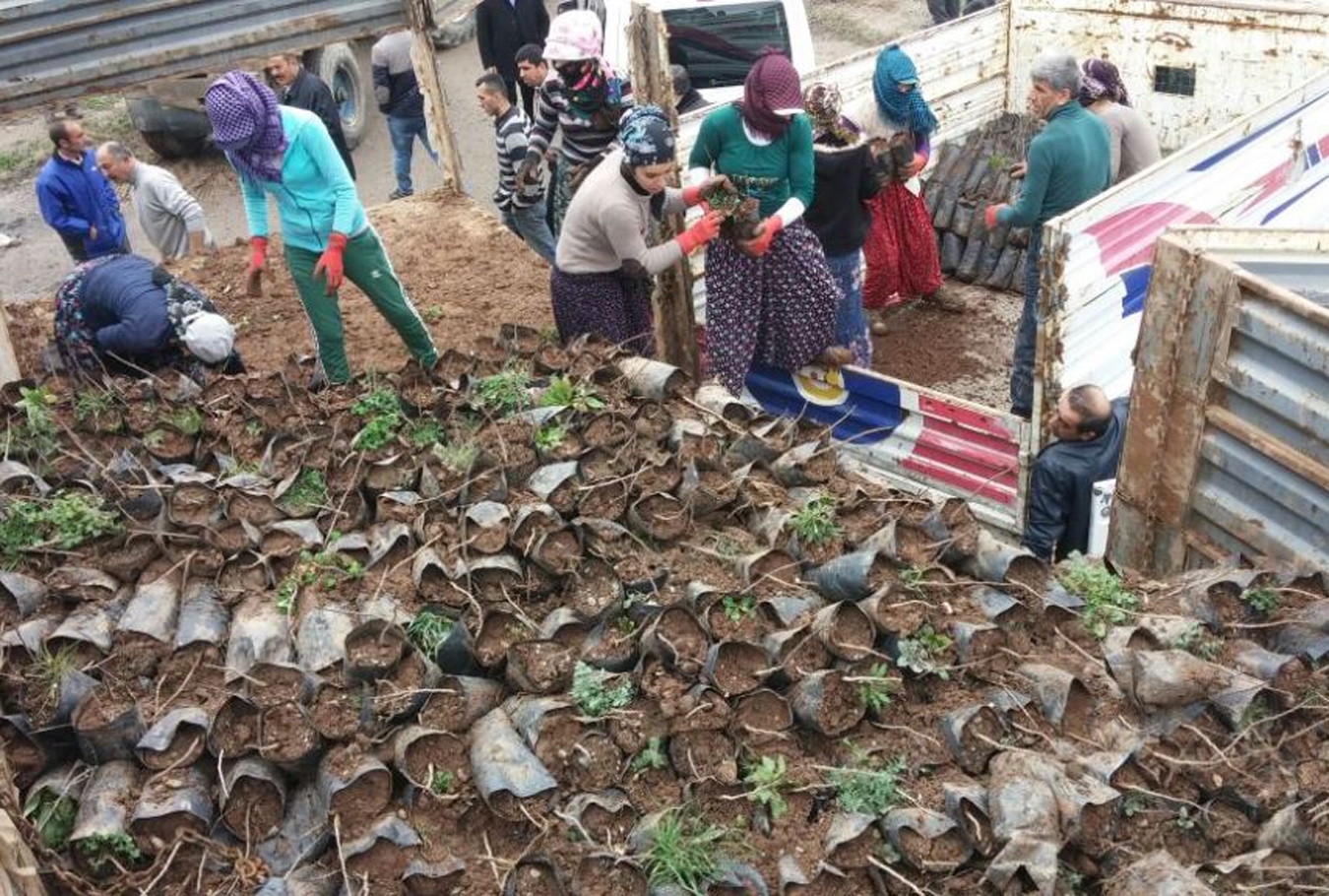 200 bin fıstık çöğürü dağıtıldı 200 bin fıstık çöğürü dağıtıldı